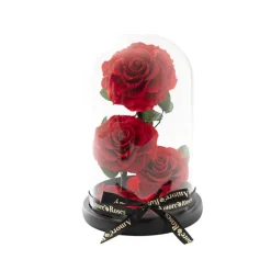 Amore Forever Rose 3 Stem Cloche Red (17x26cmH)