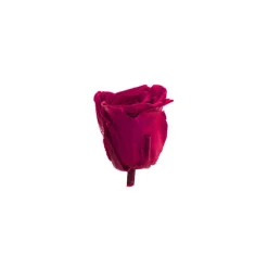 Amore Forever Rose Heads Pack 6 Hot Pink (5-6cmD)