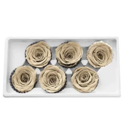 Amore Forever Rose Heads Pack 6 Nude (5-6cmD)