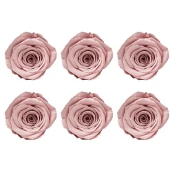 Amore Forever Rose Heads Pack 6 Dusty Pink (5-6cmD)