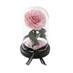 Amore Forever Rose Single Stem Cloche Pink (12cmDx20cmH)