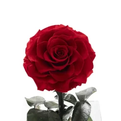Amore Forever Rose Single Stem Acrylic Box Red (13x22cmH)