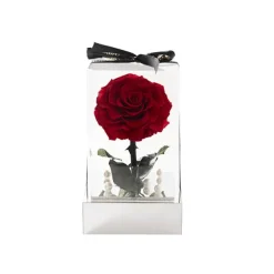 Amore Forever Rose Single Stem Acrylic Box Red (13x22cmH)