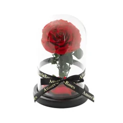 Amore Forever Rose Single Stem Cloche Red (12cmDx20cmH)
