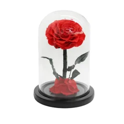 Amore Forever Rose Single Stem Cloche Red (12cmDx20cmH)
