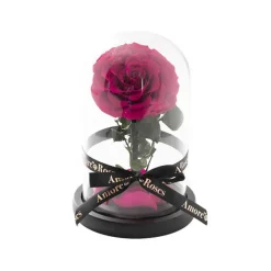 Amore Forever Rose Single Stem Cloche Hot Pink (12cmDx20cmH)