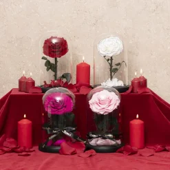 Amore Forever Rose Single Stem Cloche Hot Pink (12cmDx20cmH)