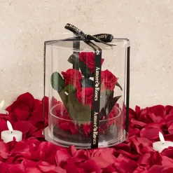 Amore Forever Rose x4 Stem Acrylic Box Red (20Dx17cmH)