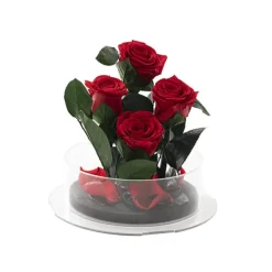 Amore Forever Rose x4 Stem Acrylic Box Red (20Dx17cmH)