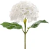 Annabelle Hydrangea Stem White (19cmDx55cmH)