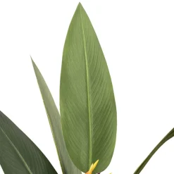 Artificial Bird of Paradise Plant Green (150cmH)