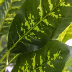 Artificial Dieffenbachia Potted Plant Green (150cmH)