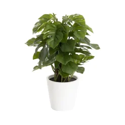 Artificial Monstera Potted Plant Green (25cmH)
