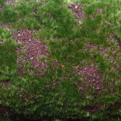 Artificial Moss Mat Roll Green (30cmx150cmL)