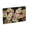 Artisan Gift Card & Envelope Daisy Field Pk25 (10x6.5cmH)
