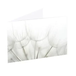 Artisan Gift Card & Envelope Dandelions Pk25 (10x6.5cmH)