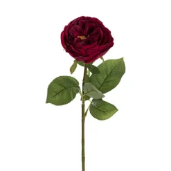 Austin Cabbage Rose Burgundy (10cmDx66cmH)