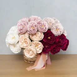 Austin Cabbage Rose Burgundy (10cmDx66cmH)