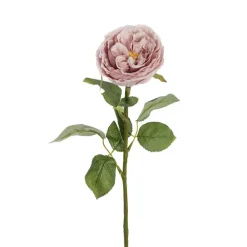 Austin Cabbage Rose Powder Pink (10cmDx66cmH)