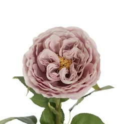 Austin Cabbage Rose Powder Pink (10cmDx66cmH)