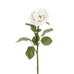 Austin Cabbage Rose White (10cmDx66cmH)