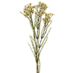 Australian Native Geraldton Wax Flower Pale Green (78cmH)