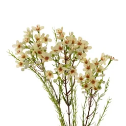 Australian Native Geraldton Wax Flower Pale Green (78cmH)