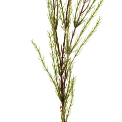 Australian Native Geraldton Wax Flower Pale Green (78cmH)