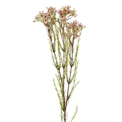 Australian Native Geraldton Wax Flower Pink Purple (78cmH)