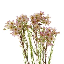 Australian Native Geraldton Wax Flower Pink Purple (78cmH)