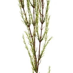 Australian Native Geraldton Wax Flower Pink Purple (78cmH)