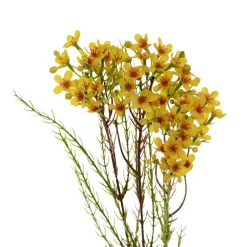 Australian Native Geraldton Wax Flower Yellow (78cmH)