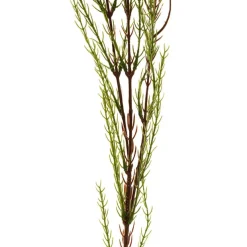 Australian Native Geraldton Wax Flower Yellow (78cmH)