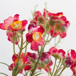 Australian Native Geraldton Wax Flower Burgundy (67cmH)