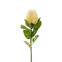 Baxteri Banksia Stem Cream (6cmDx59cmH)