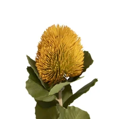 Baxteri Banksia Stem Golden Yellow (6cmDx59cmH)