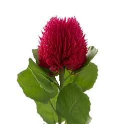 Baxteri Banksia Stem Hot Pink (6cmDx59cmH)