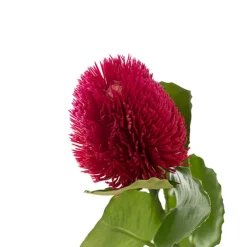 Baxteri Banksia Stem Hot Pink (6cmDx59cmH)