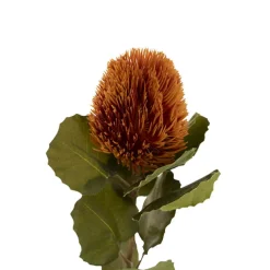 Baxteri Banksia Stem Orange (6cmDx59cmH)