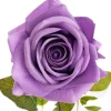 Bella Real Touch Rose Full Bloom Lge Soft Purple (12Dx65cmH)