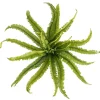 Boston Fern Bush Spray Green (60x60x55cmH)