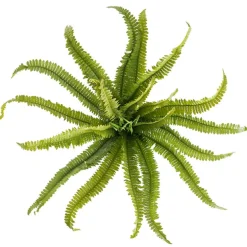 Boston Fern Bush Spray Green (60x60x55cmH)