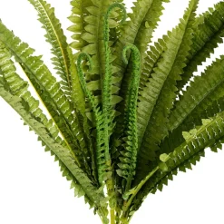 Boston Fern Bush Spray Green (60x60x55cmH)