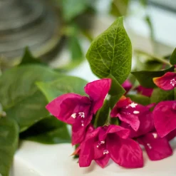 Bougainvillea Garland Fuchsia (200cm)