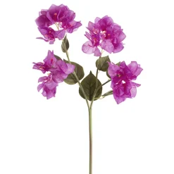 Bougainvillea Spray Purple (70cmH)
