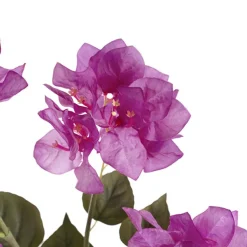 Bougainvillea Spray Purple (70cmH)