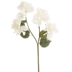 Bougainvillea Spray White (70cmH)