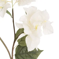 Bougainvillea Spray White (70cmH)