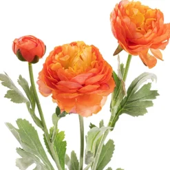 Buttercup Ranunculus Spray x3 Apricot (52cmH)