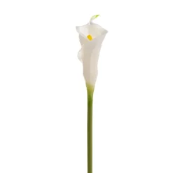 Calla Lily Early Bloom Stem Real Touch White (60cmST)